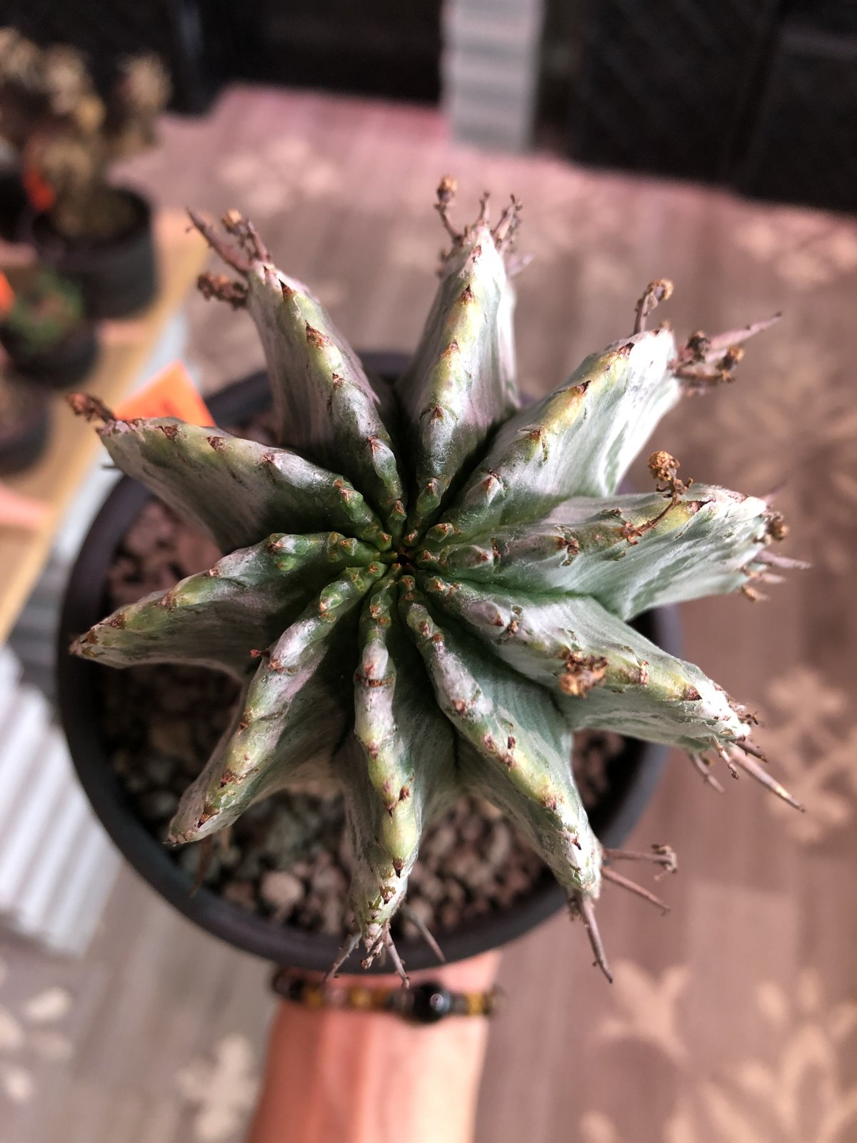 euphorbia horrida《極太M size》※現地球発根済株※大変木質化も euphorbia horrida《極太M size》※現地球発根済株※大変木質化も