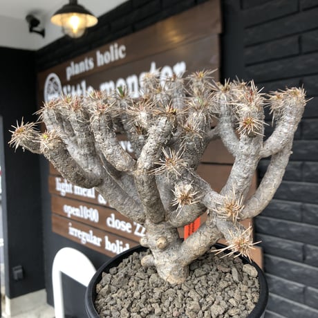 euphorbia  guillauminiana《大きめL size》※現地球発根済株※店主国内管理4年株※溶岩質土壌育ちの現地球株らしい表皮＆厳つい極太幹が◎※mad black pot植え