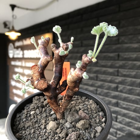 pelargonium  mirabile《M size》※現地球店主国内管理4年株※愛おしく堪らない冬型の人気者‼︎幹太め良枝振り※mad black pot植え