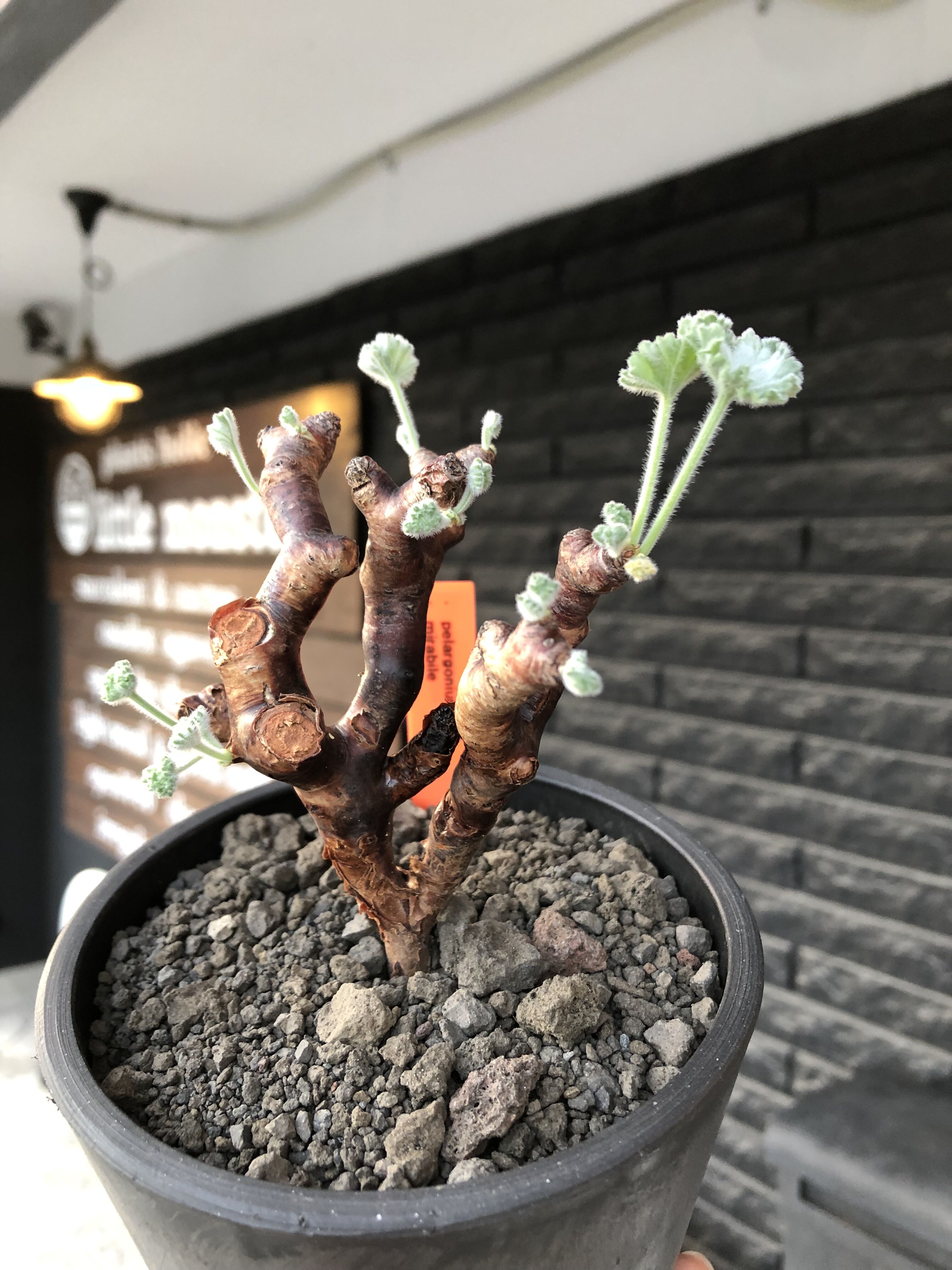 pelargonium mirabile《M size》※現地球店主国内管理4年株※愛おしく