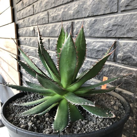 agave horrida《L L size》※現地球発根後店主国内管理3年株※締まり&樹形balance良きbigなホリダ※プラ浅鉢植え