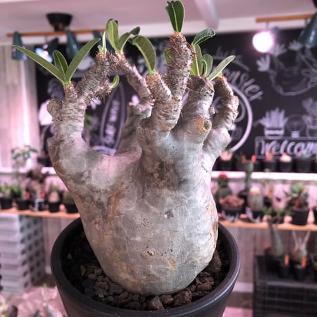 packypodium  gracilius《大きめM size》※現地球発根済株※店主国内管理4年株※枝数多くゴツゴツ感が堪らなくbalanceも大変良き激オススメ株※mad black pot植え