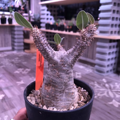 packypodium    cactipes《S size》発根済み株‼︎