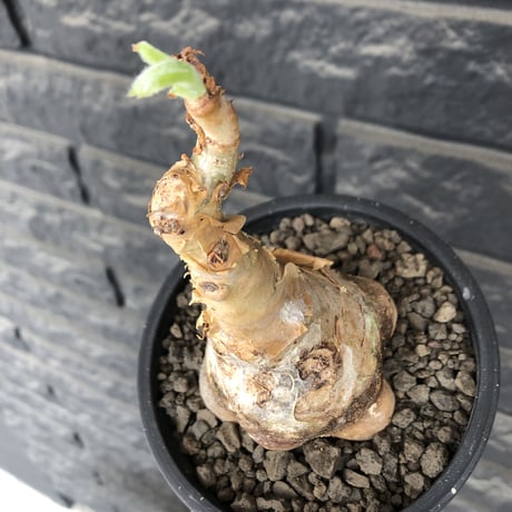 cyphostemma currori《大きめM size》希少種※現地球発根後店主国内管理4年株※ひび割れた立体ボコボコ表皮&ぼってり樹形が堪らない一株※mad black pot植え