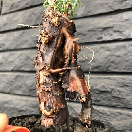 mestoklema   tuberosum《M  size》※冬季も成長開花する潅木‼︎丈短ででっぷり株ながら幹内にエグれも有り、大変wildな男前なblack肌‼︎※mad black pot植え