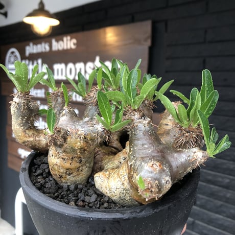 pachypodium brevicalyx《L size》※現地球発根後店主国内管理5年株※枝振り良く全体バランスも良きブレビらしい低重心※mad black bowl pot植え