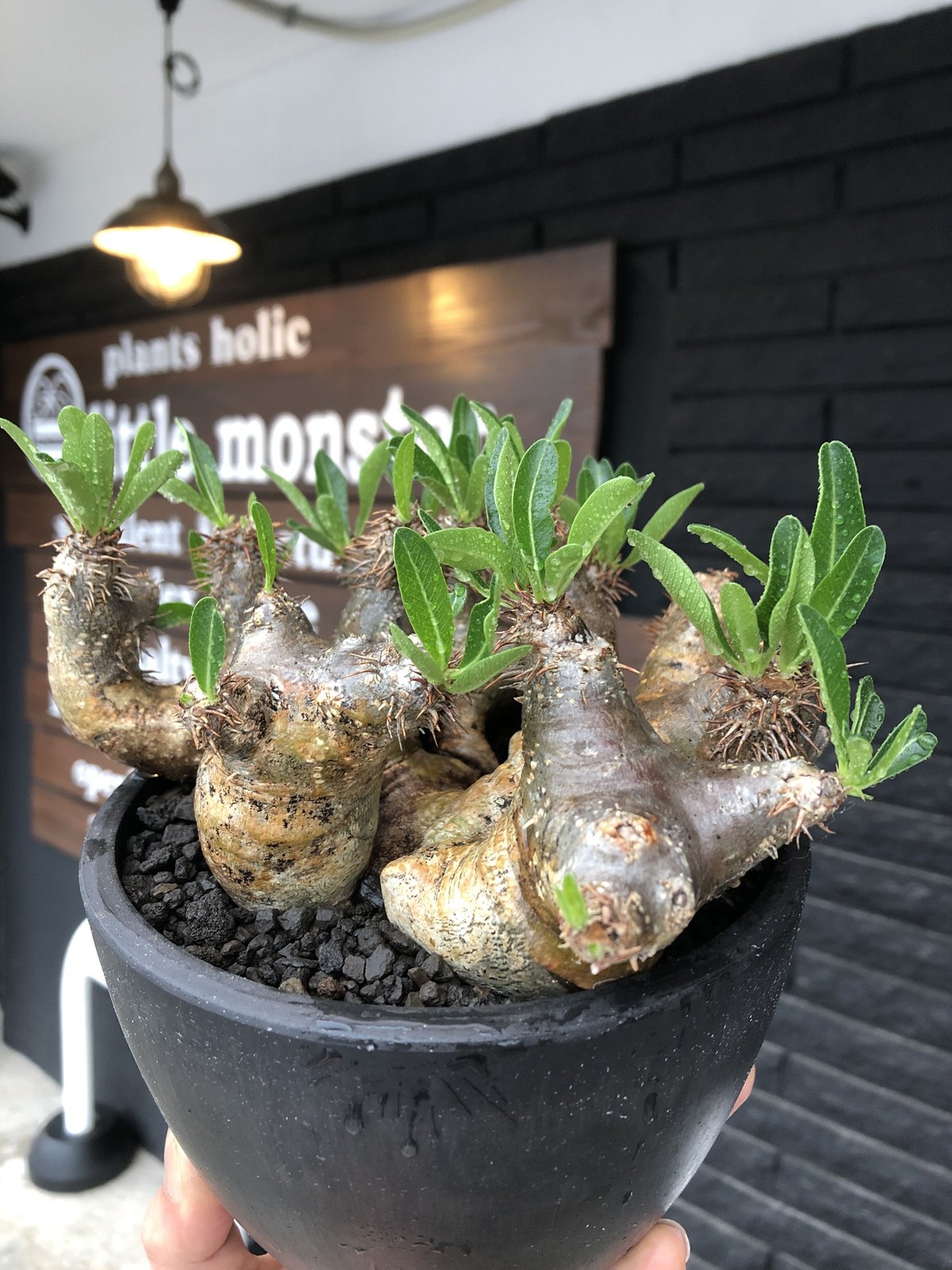 ☆発根済☆大株美形パキポディウムブレビカリックス オリジナル