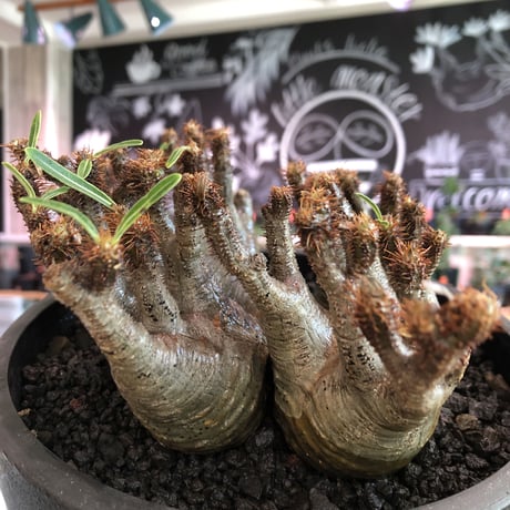 premium pachypodium gracilius 7he'd株※現地球発根済株※店主国内管理3年株※群生株と称しても過言でない程エグく‼︎渾身の一株※mad black bowl pot植え