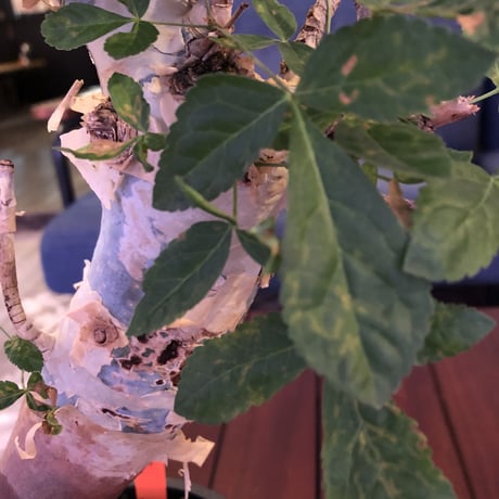 commiphora  africana《L size》※mad black pot植え　vintage感出過ぎなこの佇まいが堪らない１株‼︎　※発根芽吹き済み株