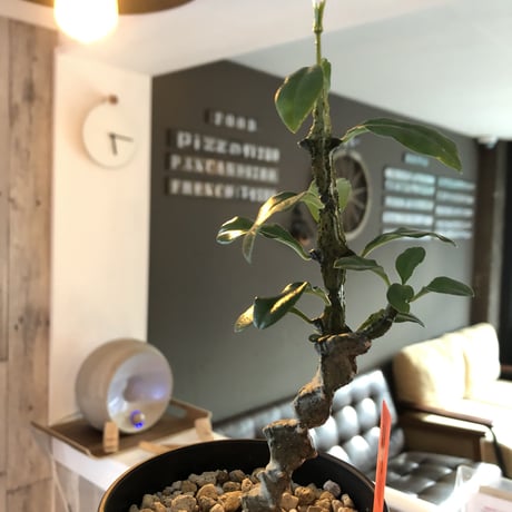 ceropegia  bosseri《M size》