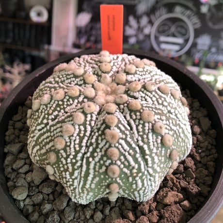astrophytum asterias var.スーパー兜《LL size》※店主国内管理8年株※大変ビッグで白肌が堪らない‼︎希少兜※mad black pot植え