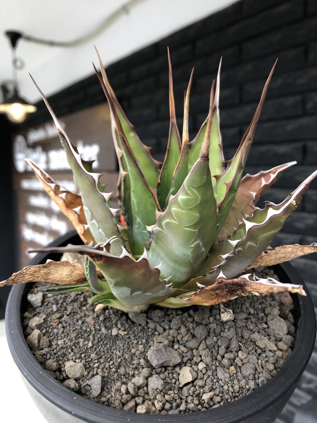 agave montana《大きめM size》※子株有り選抜株※現地球発根後店主国内