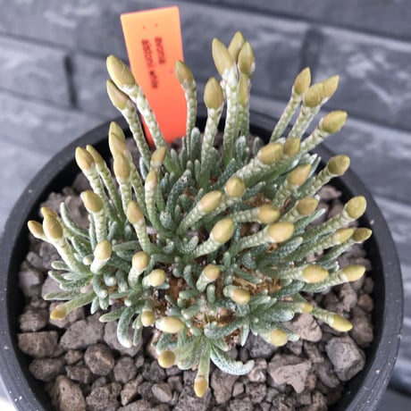 avonia  alstonii《XL size》※現地球発根後店主国内管理13年株※年代物且つ驚愕big株‼︎二度と手に入らないサイズ感‼︎ver.pink花※ mad black pot植え