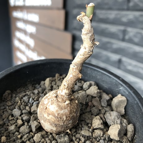monadenium capitatum《M size 》希少種※現地球株発根済※球体感強く可愛い肌カラーな一株※mad black pot植え