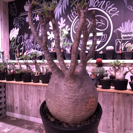 packypodium  gracilius《L  size》※現地球発根済み株‼︎  （限定1株）※全面A面の球体グラキ※mad black pot植え