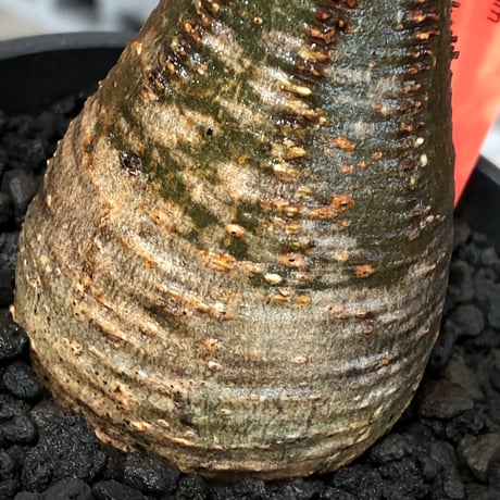 pachypodium gracilius《大きめS size》※現地球株発根済※味深くビンテージ感強き現地焼けに希少green肌を保つ樹形バランスも抜群な一株‼︎※black bowl pot植え