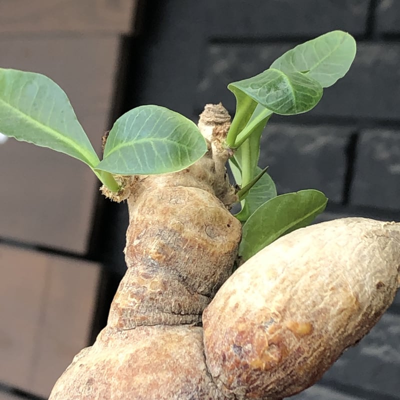 euphorbia subapoda《LL size》※現地球株発根済※中々見かけないほどbi
