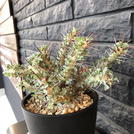 sarcocaulon   crassicaule《L  size》かなり強刺なwild美株‼︎  ※Instagram post株