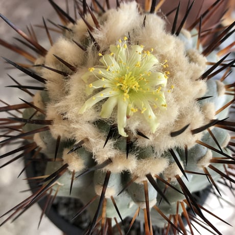 copiapoa   cinerea  黒王丸《L size》※現地球発根済株※店主国内管理6年株※king of cactus‼︎※mad black marble bowl pot植え