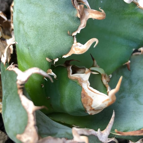 agave titanota  白鯨陽炎type《M size》※現地球株発根済※ウネウネ強き鋸歯に幅広肉厚タイプ※black pot植え