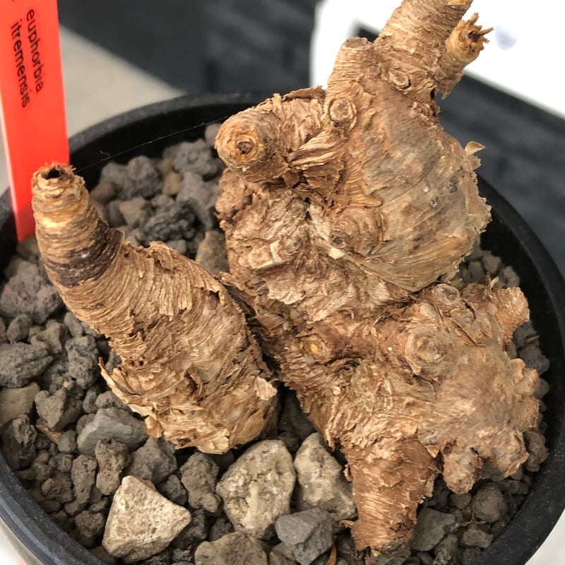 euphorbia itremensis《M size》※現地球株発根済③※極めて良き枝振りを