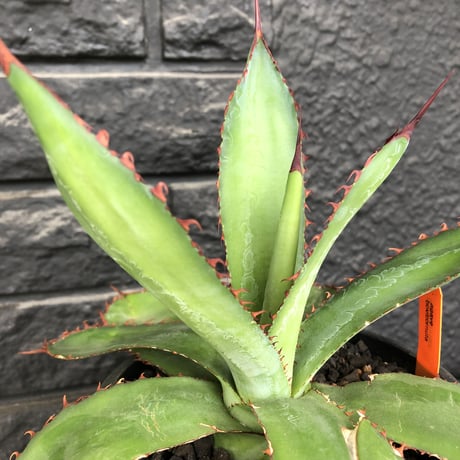 agave  bovicornuta《L  size》※発根済株※赤色の長短のある刺が交互に生える希少性高い美株ボビコルヌータ※mad black pot植え