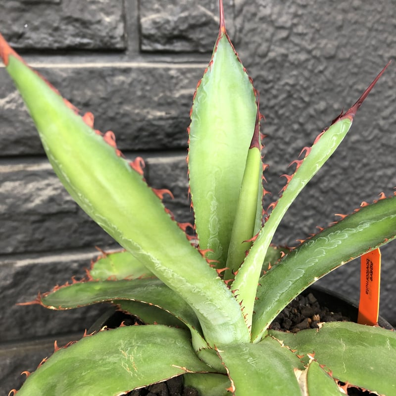 agave bovicornuta《L size》※発根済株※赤色の長短のある刺が交互に生