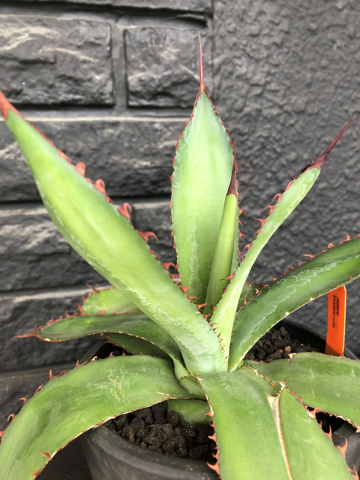 agave bovicornuta《L size》※発根済株※赤色の長短のある刺が交互に生