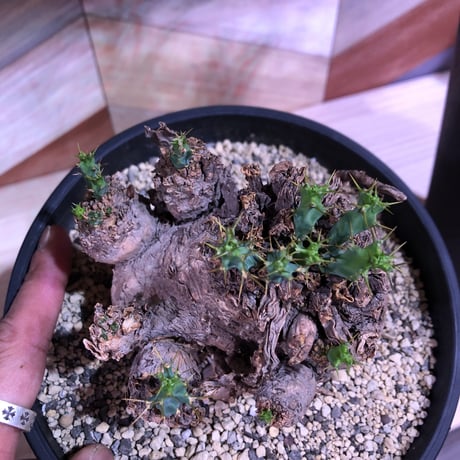 euphorbia    clavigera《激希少》M size