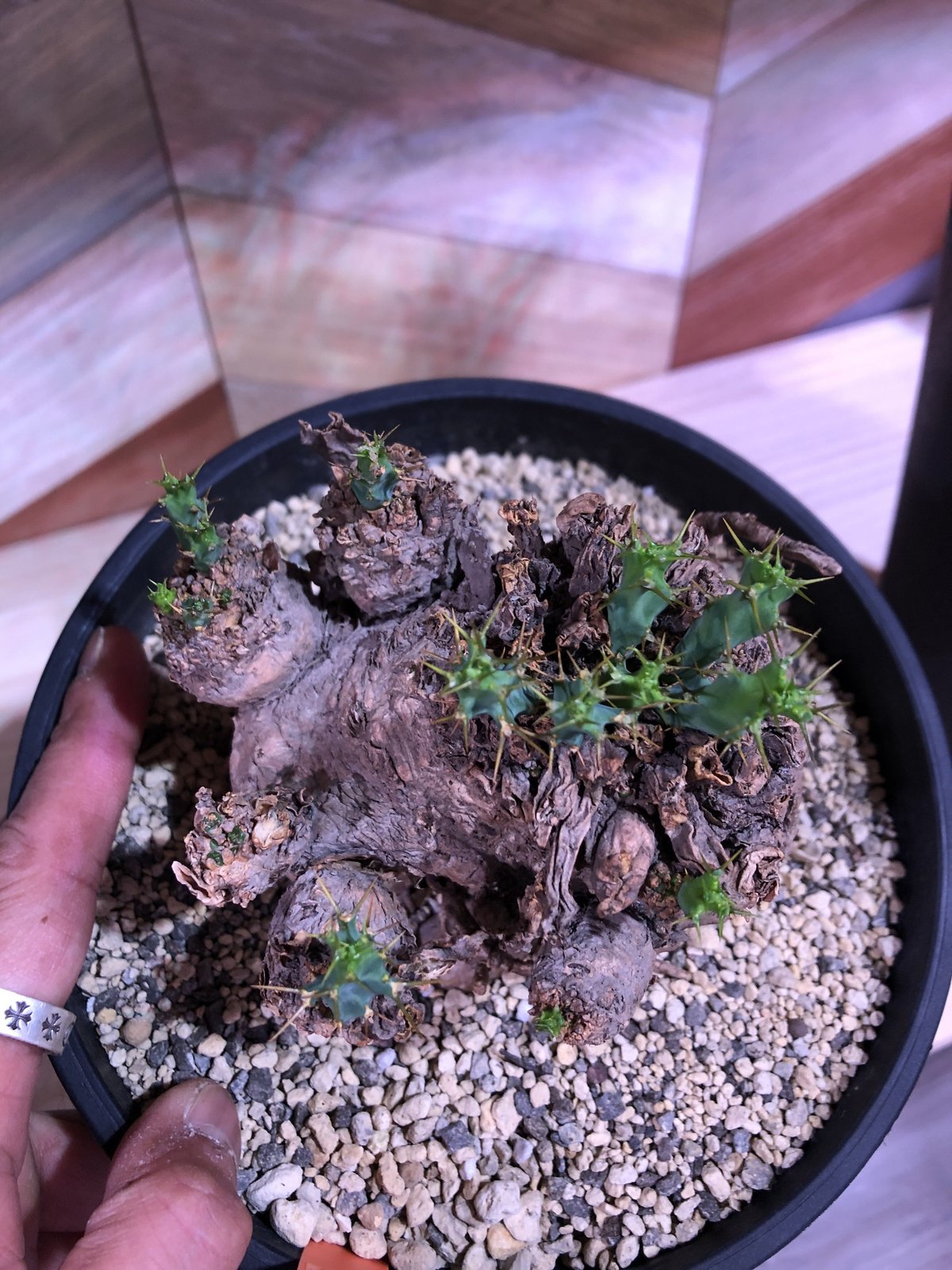euphorbia clavigera《激希少》M size | plants holi