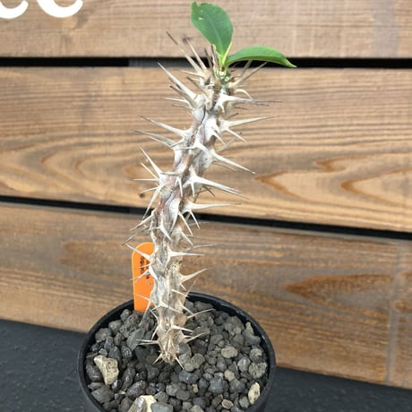 fouquieria  diguetii《M    size》再入荷お知らせ通知分※mad black pot植え