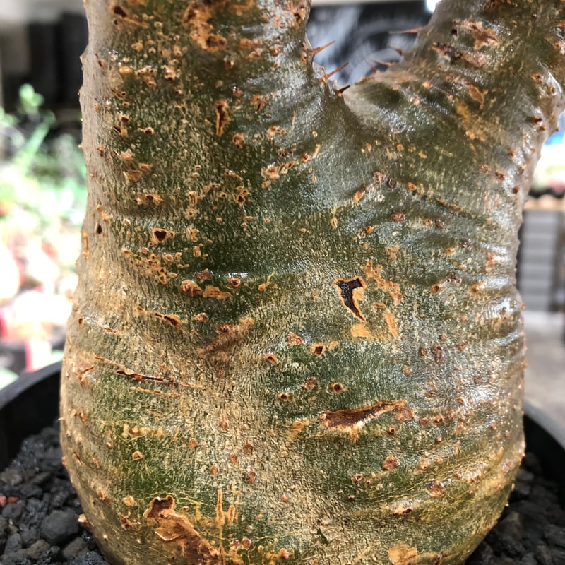pachypodium gracilius《L size》※現地球株発根済※大きめで全方位A面