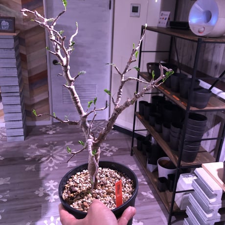 senna  meridionalis《L size》