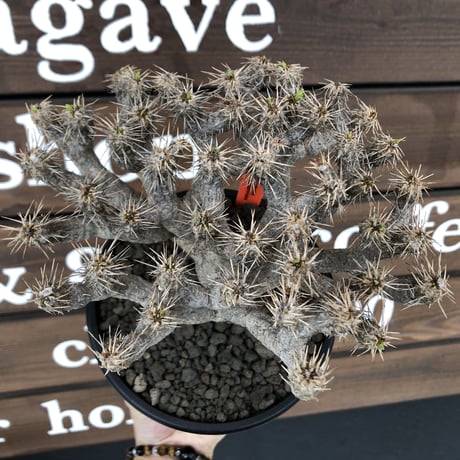 euphorbia  guillauminiana《L size》※現地球発根済株※店主国内管理4年株※溶岩質の土壌育ちの現地球株らしい表皮＆大変密な枝振り株※mad black pot植え