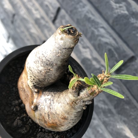 pachypodium gracilius《大きめS size》w-he'd株※現地球発根後店主国内管理3年株※weight低く丸みも強き良樹形株※mad black pot植え