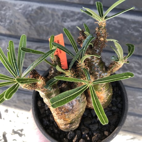pachypodium gracilius《大きめS size》希少green肌&W-he'd株※現地球発根後店主国内管理3年株※極グリーン肌wild良樹形※mad black bowl pot植え