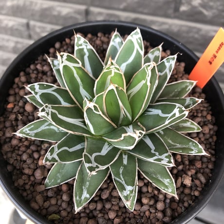 agave  笹の雪《大きめM size》※現地球発根後店主国内管理2年株※締まり良きbalanceも美しいbest size※blackプラ鉢植え