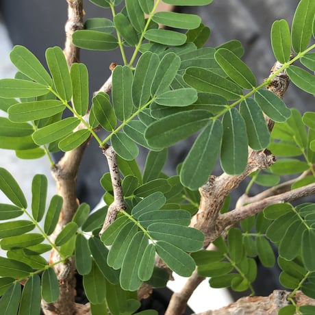 senna  meridionalis《大きめM size》※現地球株発根済※枝振りバランスも最高な一株となり幹のボコボコも強きオススメな一株‼︎※mad black pot植え