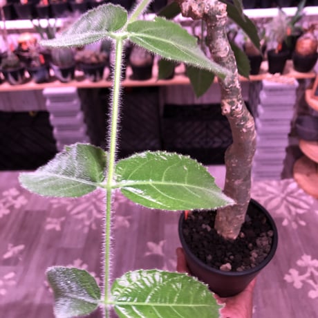 cyphostemma  bengal《L  size》※株元どっしり構えの流通なき激希少種‼︎balanceも良き綺麗な樹形&柔らかな葉※mad black pot植え