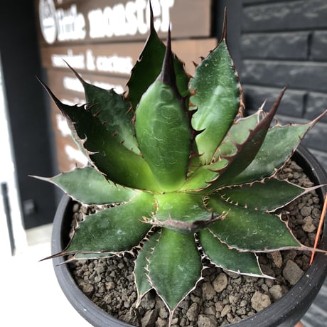agave  horrida《大きめM size》※発根後店主国内管理2年株※締まり良きbest sizeなホリダ※mad black bowl pot植え