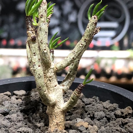 tylecodon buchholzianus《S size》※現地球株発根済※コンパクトで良樹形balanceなかわいい一株※black pot植え