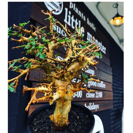 commiphora  stocksiana《大きめL size》※現地球発根後店主国内管理12年株※weight低く長年枝も太く作り込んだ佇まいが堪らない一株※鉄鉢植え