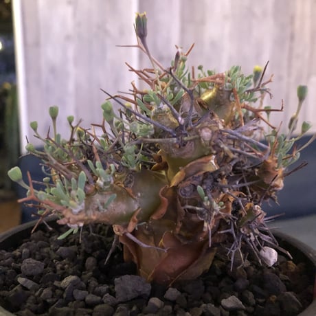 othonna   euphorbioides《M  size》mad black pot植え　極太幹&極美株‼︎  店主管理４年株