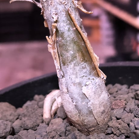 sesamothamnus rivae《大きめS size》※現地球発根済株※店主国内管理2年株※小振り現地球株は逆に珍しく小さくても表皮のメクれが堪らない一株‼︎※mad black pot植え