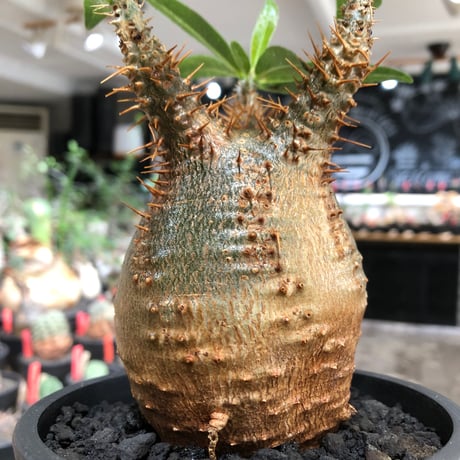 pachypodium makayense《M size》※現地球株発根済※唯一無二！極めてマカイらしからぬぼってり良樹形（green肌）※black pot植え