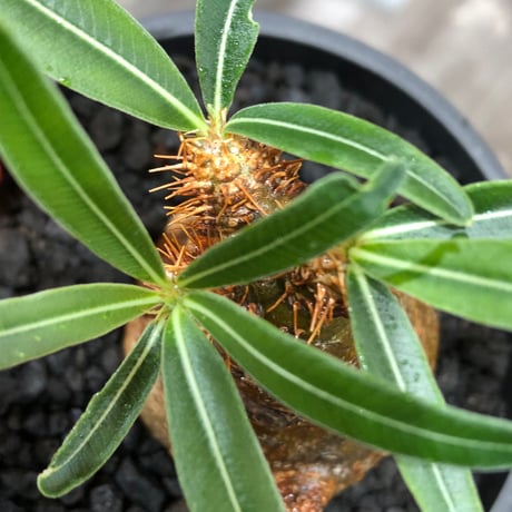 pachypodium gracilius《大きめS size》※現地球株発根済※激希少green＆red2色持ちに現地焼けも相まったサイズ感以上の存在感※black bowl pot植え