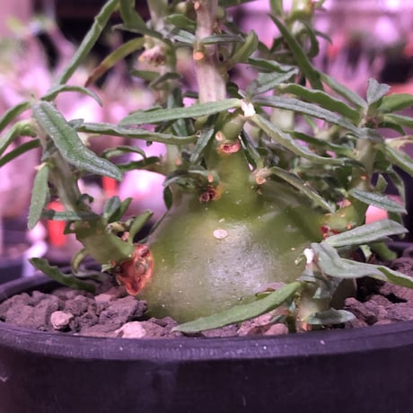 dorstenia  hildebrandtii f.crispum《L size》激希少種※現地球発根済株※ぷっくり株元‼︎実生以外極めて流通少なき種※mad black bowl pot植え