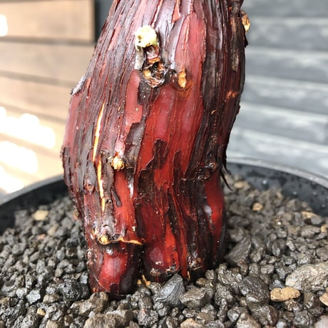 mestoklema  tuberosum《M size》※現地球発根後店主国内管理3年株※朽ちくした赤肌に丸み強き株元なかわいい樹形‼︎冬季も動く唯一無二な希少灌木※mad black pot植え