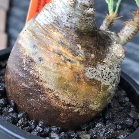 pachypodium  gracilius《小さめM size》※現地球発根後店主国内管理3年株※愛くるしさ100%な美術的インテリ性高く現地焼け肌な一株※mad black pot植え
