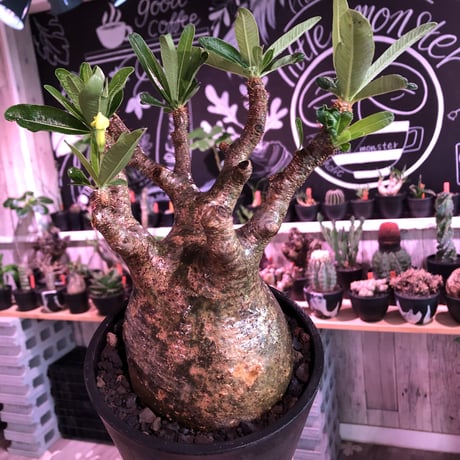 packypodium  gracilius《L size》※現地球発根済株※店主国内管理6年株※ロゼット完成のwild株‼︎特化した表皮カラーが渋くぼってり株元※mad black pot植え